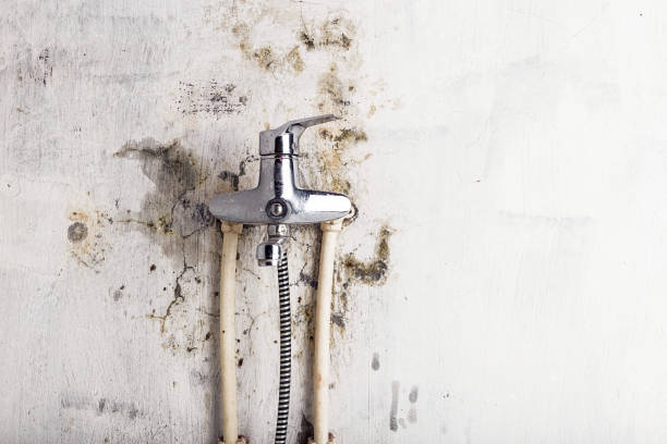 Best Local Mold Removal Service  in Rutland, VT