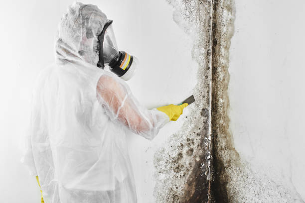 Best Mold Testing  in Rutland, VT