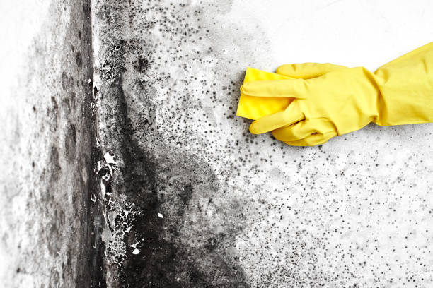 Best Mold Removal Company Near Me  in Rutland, VT