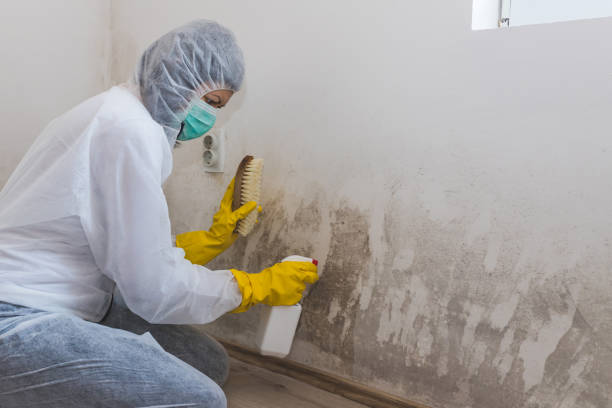 Best Mold Removal and Inspection  in Rutland, VT