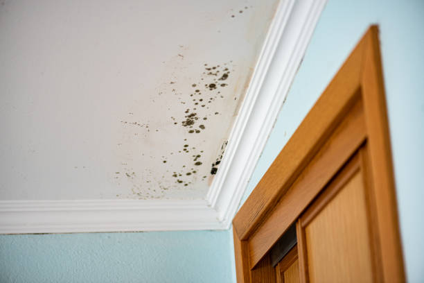 Best Office Mold Removal Services  in Rutland, VT