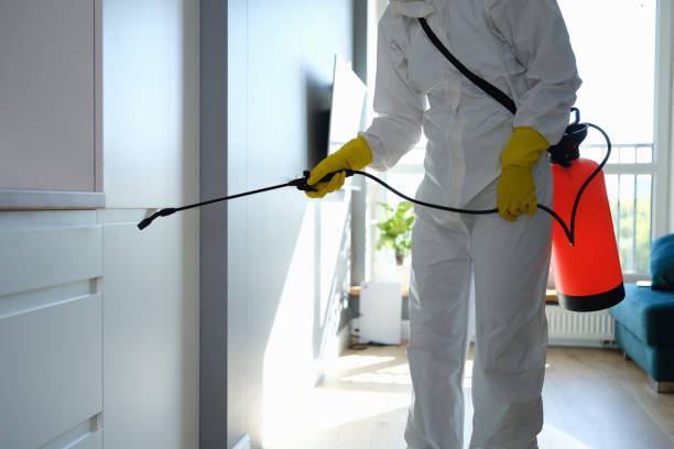 Best Mold Removal Specialists  in Rutland, VT