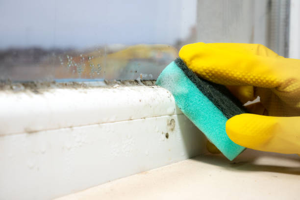 Best Attic Mold Removal  in Rutland, VT