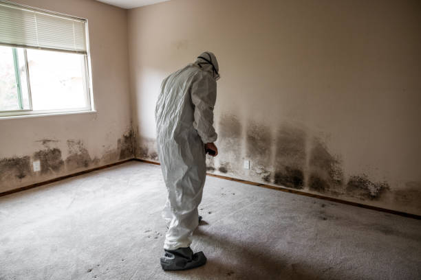 Best Commercial Mold Removal  in Rutland, VT