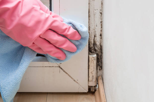 Best Affordable Mold Removal  in Rutland, VT