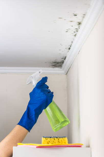 Best Home Mold Removal  in Rutland, VT