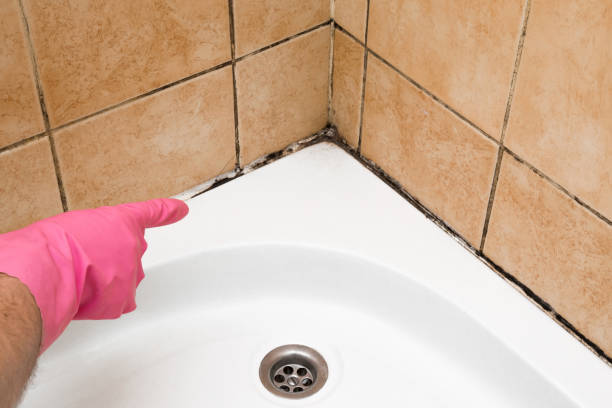 Best Fast Mold Removal  in Rutland, VT
