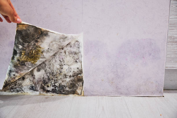 Trusted Rutland, VT Mold Removal Experts